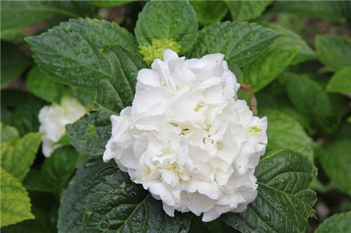 聊聊醫(yī)療器械臨床評價！同品種途徑臨床評價的重難點分析(圖3)