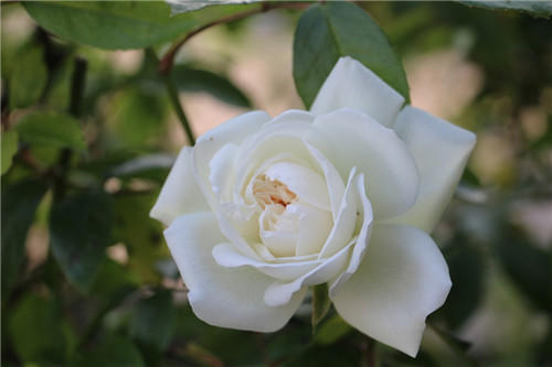聊聊醫(yī)療器械臨床評價！同品種途徑臨床評價的重難點分析(圖4)