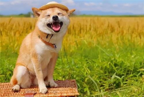 「CRA壓力調(diào)解」如何才能緩解工作上積累的壓力？(圖4)